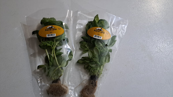 Prairie Lane Farm Fresh greens
