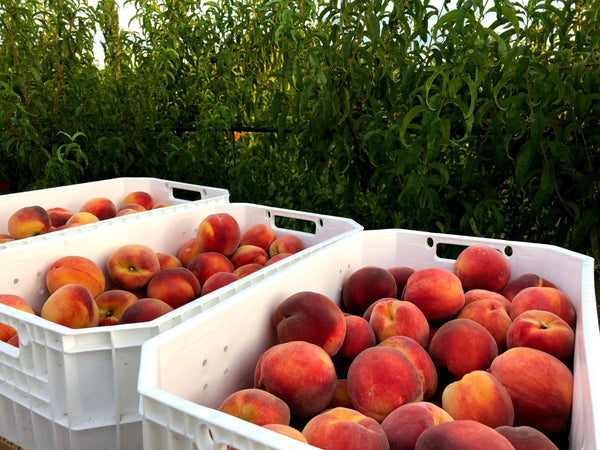 🍑 Bluebird 🟢 Organic Palisade Peaches!!