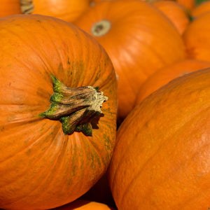 Pie Pumpkins