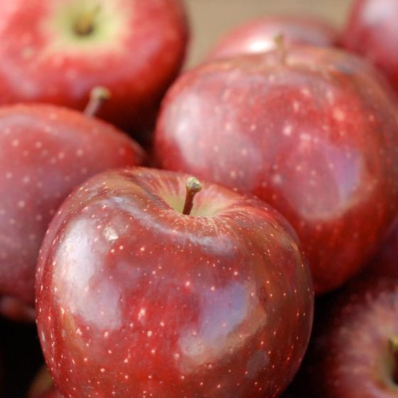 Conventional 🍎 Apples! (NEW CROP)